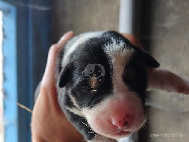 Border collie puppies for sale in Beith, North Ayrshire - Image 1