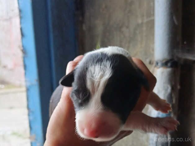 Border collie puppies for sale in Beith, North Ayrshire - Image 3