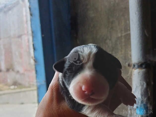 Border collie puppies for sale in Beith, North Ayrshire - Image 5