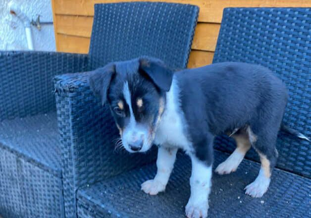 Border collie puppies for sale in Birmingham, West Midlands