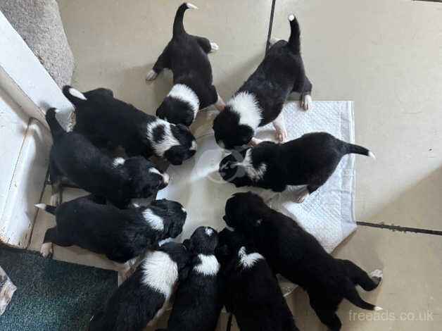 Border collie puppies for sale in Bolton, East Lothian