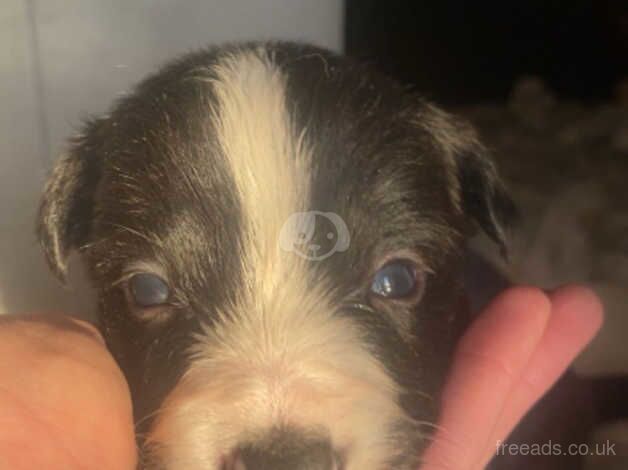 Border collie puppies for sale in Bolton, East Lothian - Image 3