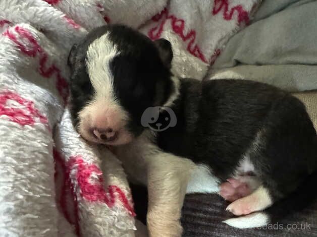 Border collie puppies for sale in Bolton, East Lothian - Image 4