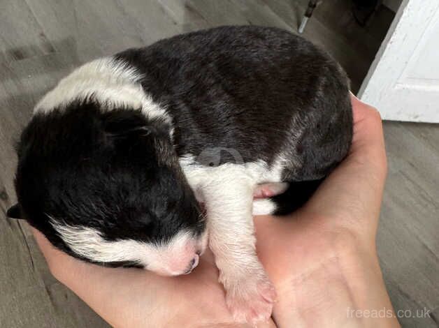 Border collie puppies for sale in Bolton, East Lothian - Image 5