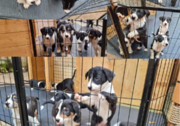 Border collie puppies for sale in Bournemouth, Dorset