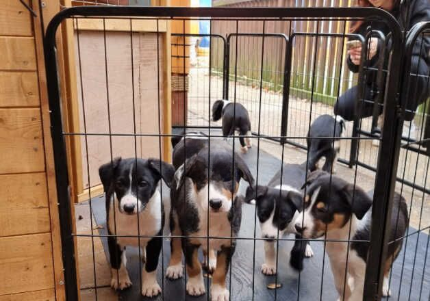 Border collie puppies for sale in Bournemouth, Dorset - Image 2