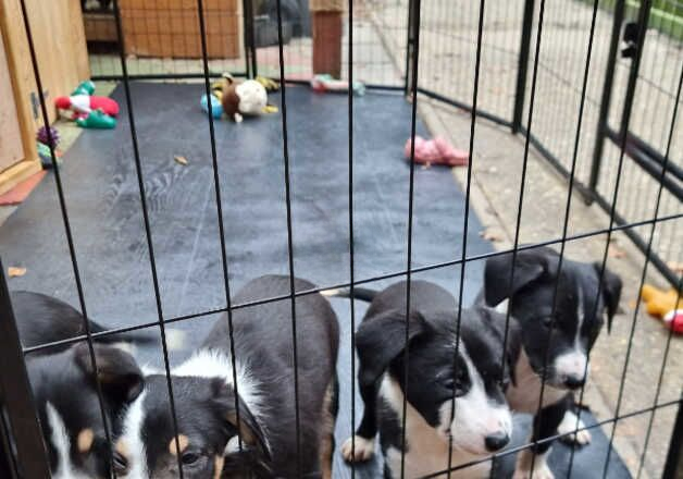 Border collie puppies for sale in Bournemouth, Dorset - Image 3