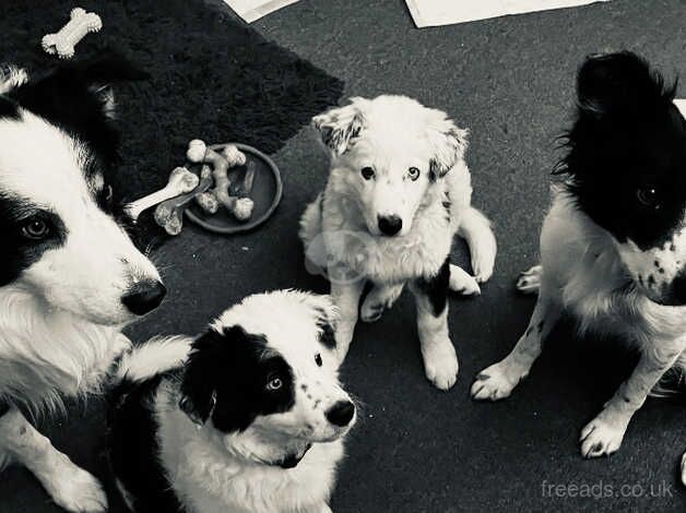 Border Collie puppies for sale in Amersham, Buckinghamshire