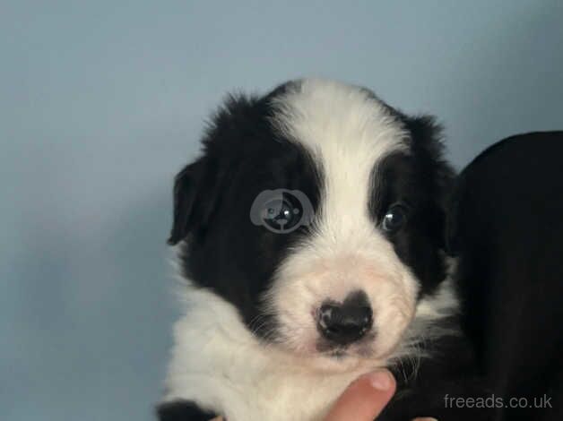 Border collie puppies for sale in Chesterfield, Staffordshire