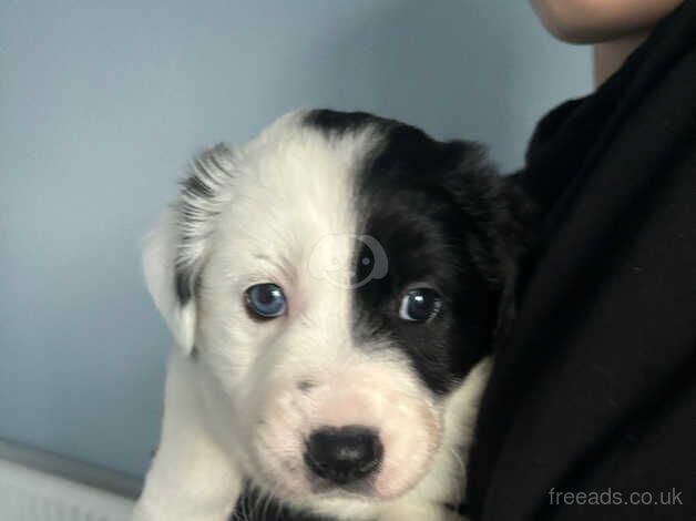 Border collie puppies for sale in Chesterfield, Staffordshire - Image 2