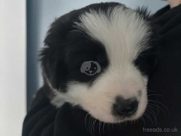 Border collie puppies for sale in Chesterfield, Staffordshire - Image 3