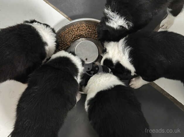 Border collie puppies for sale in Chesterfield, Staffordshire - Image 4