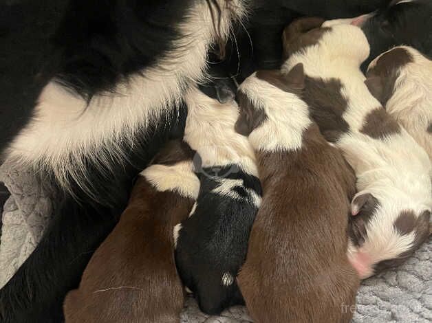 Border collie puppies for sale in Delabole, Cornwall