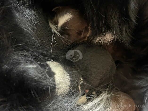 Border collie puppies for sale in Delabole, Cornwall - Image 3