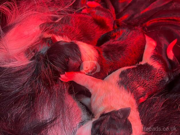 Border collie puppies for sale in Delabole, Cornwall - Image 4