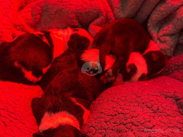 Border collie puppies for sale in Delabole, Cornwall - Image 5