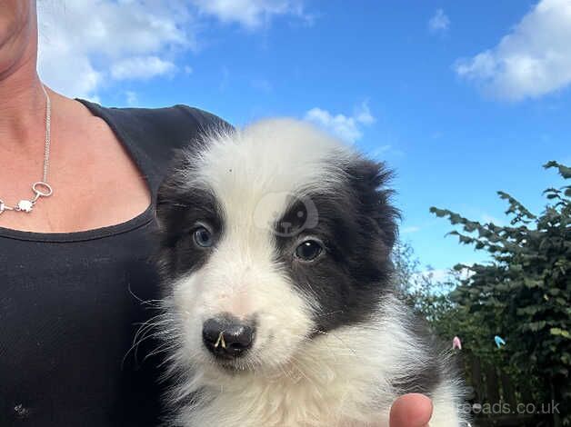 Border collie puppies for sale in Derby, Derbyshire