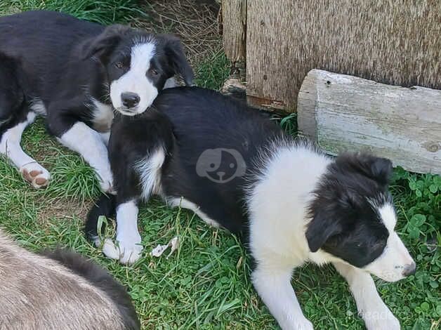 Border Collie puppies for sale in Driffield, Gloucestershire - Image 1