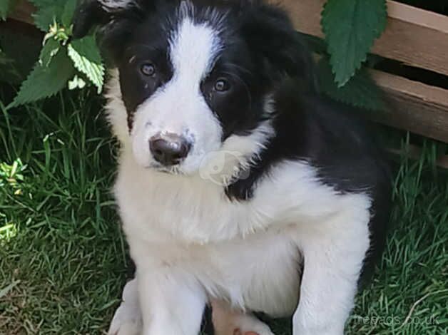 Border Collie puppies for sale in Driffield, Gloucestershire - Image 2