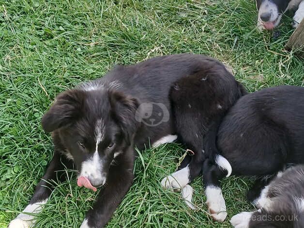 Border Collie puppies for sale in Driffield, Gloucestershire - Image 3