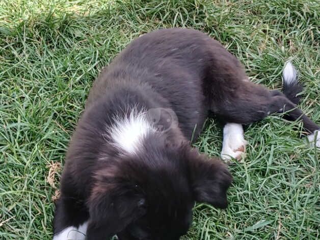 Border Collie puppies for sale in Driffield, Gloucestershire - Image 4