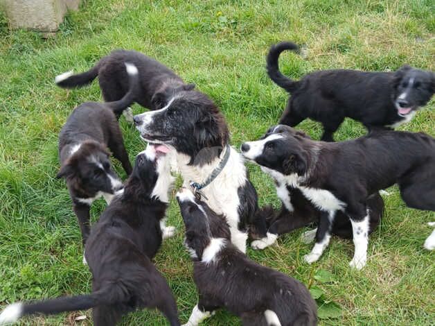 Border Collie puppies for sale in Driffield, Gloucestershire - Image 5