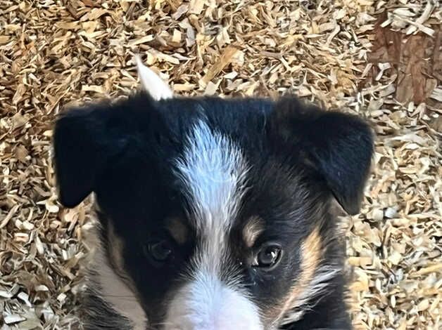 Border collie puppies for sale in Fishguard/Abergwaun, Pembrokeshire