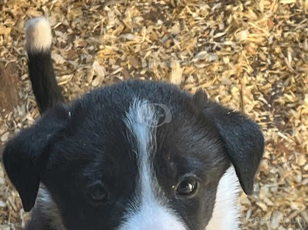 Border collie puppies for sale in Fishguard/Abergwaun, Pembrokeshire - Image 2