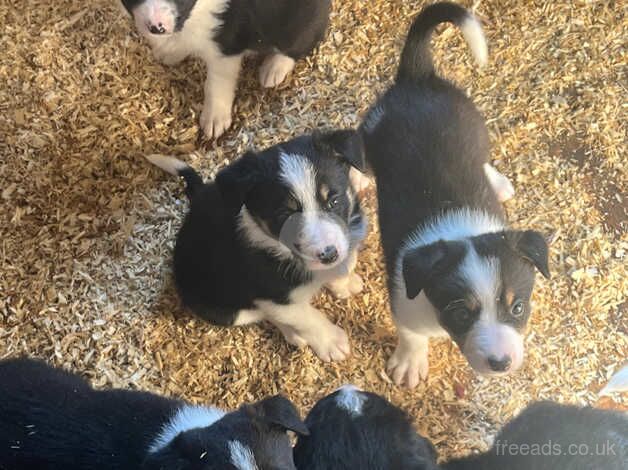 Border collie puppies for sale in Fishguard/Abergwaun, Pembrokeshire - Image 3