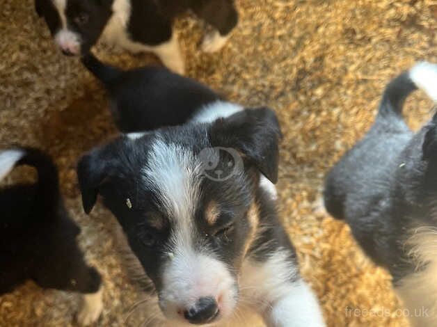 Border collie puppies for sale in Fishguard/Abergwaun, Pembrokeshire - Image 4