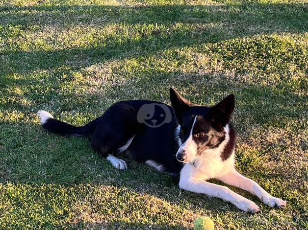 Border collie puppies for sale in Fishguard/Abergwaun, Pembrokeshire - Image 5