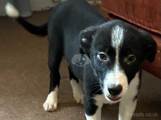 Border Collie puppies for sale in Glasgow, Glasgow City