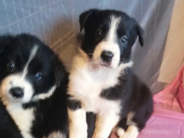 Border Collie Puppies for sale in Huddersfield, West Yorkshire