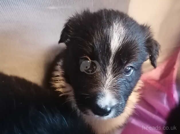 Border Collie Puppies for sale in Huddersfield, West Yorkshire - Image 2