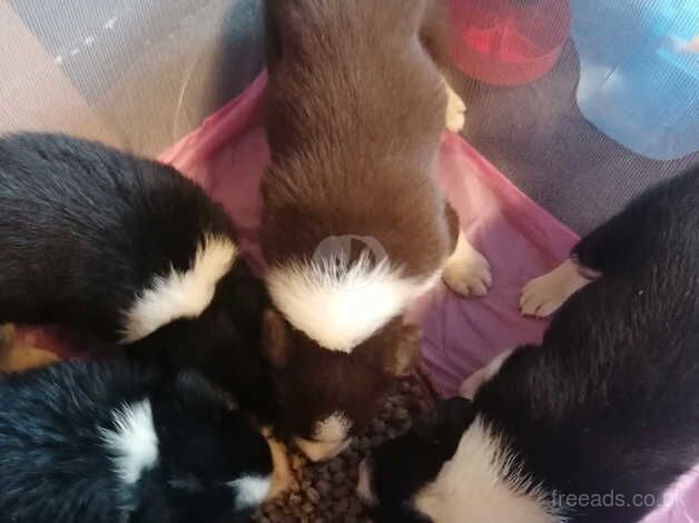 Border Collie Puppies for sale in Huddersfield, West Yorkshire - Image 3