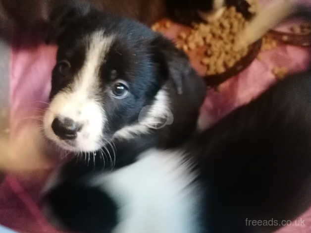 Border Collie Puppies for sale in Huddersfield, West Yorkshire - Image 4