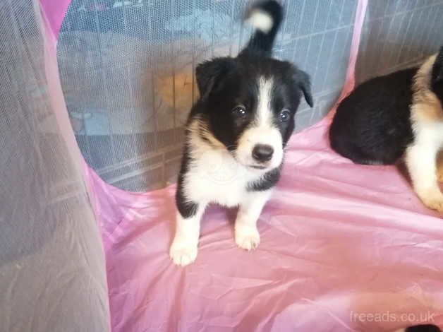 Border Collie Puppies for sale in Huddersfield, West Yorkshire - Image 5