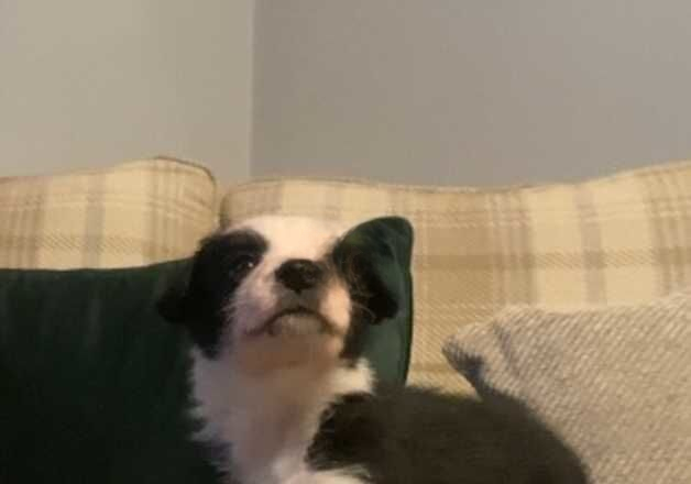 Border collie puppies for sale in Kelso, Scottish Borders