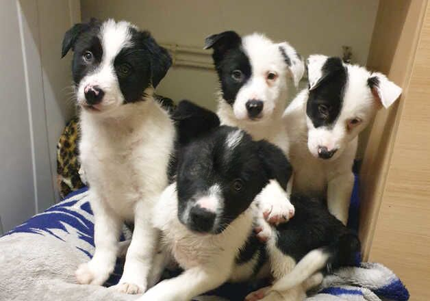 Border collie puppies for sale in Lampeter/Llanbedr Pont Stefan, Ceredigion