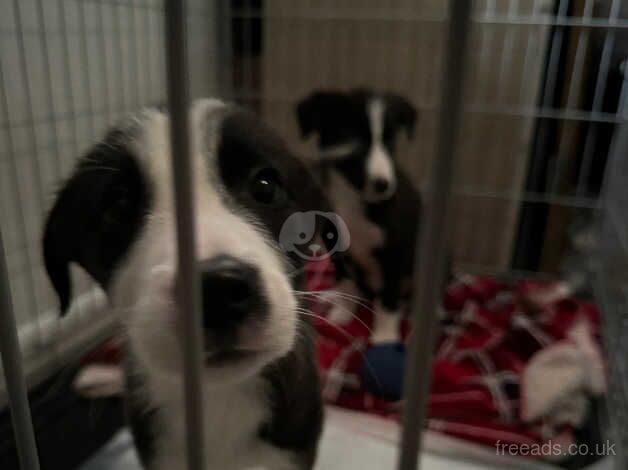 Border Collie puppies for sale in Lincoln, Lincolnshire