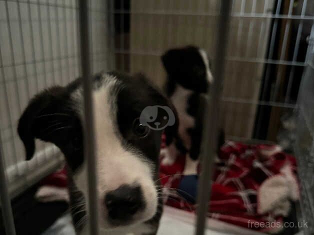 Border Collie puppies for sale in Lincoln, Lincolnshire - Image 2