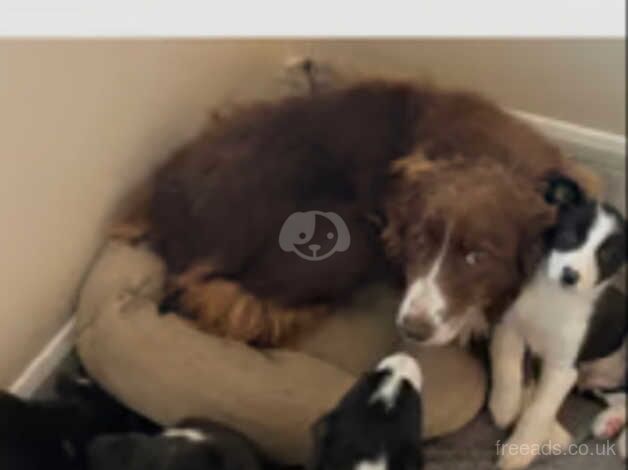 Border Collie puppies for sale in Lincoln, Lincolnshire - Image 3