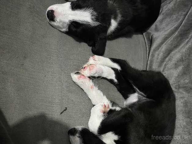 Border Collie puppies for sale in Lincoln, Lincolnshire - Image 5