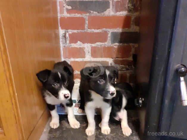 Border Collie Puppies for sale in Llandovery, Carmarthenshire