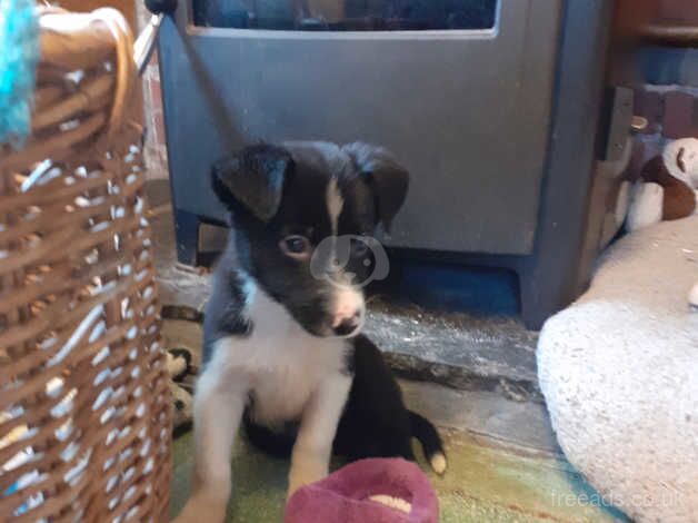 Border Collie Puppies for sale in Llandovery, Carmarthenshire