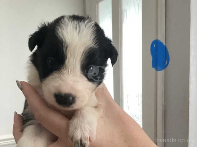 Border Collie puppies for sale in Maesteg, Bridgend