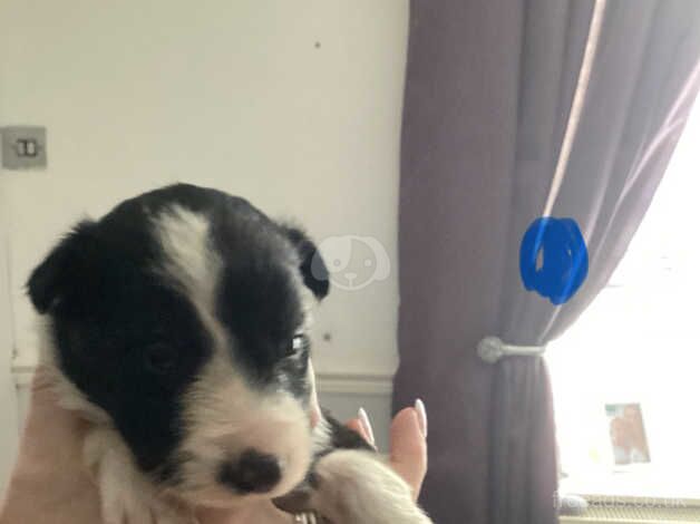 Border Collie puppies for sale in Maesteg, Bridgend - Image 2