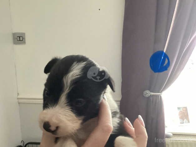 Border Collie puppies for sale in Maesteg, Bridgend - Image 3