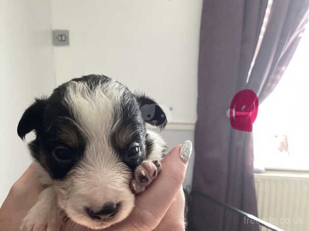 Border Collie puppies for sale in Maesteg, Bridgend - Image 5