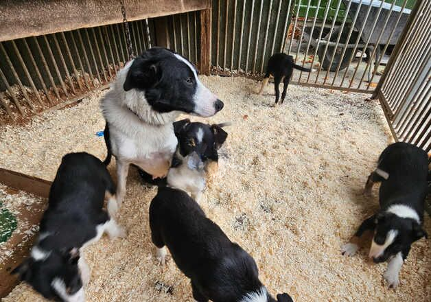 Border collie puppies for sale in Newbury, Berkshire